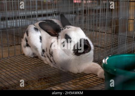 Un grande coniglio chiamato gigante a scacchi, si siede in una penna in mostra presso una fiera locale 4-H. Foto Stock