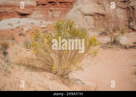 Mormon Tea Plant (genere Ephedra) in fiore, un arbusto boscoso nel mezzo del deserto, nativo del sud-ovest americano Foto Stock