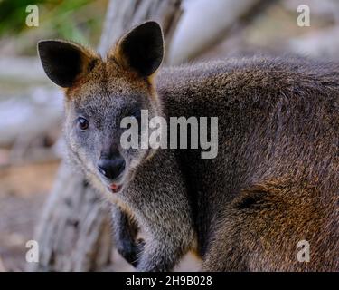 Wallabia bicolor Foto Stock