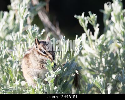 Meno chippunk, Tamias minimus, mangiare salvia pennello nel Grand Teton National Park, Wyoming. Foto Stock