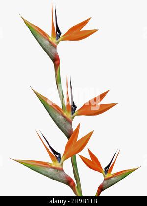 Fiore Brilliant Bird of Paradise con gambo su sfondo bianco. Foto Stock