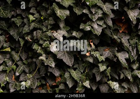 Una parete di pietra calcarea leggera coperta di foglie di edera verde dopo la pioggia. Vista frontale. Foto Stock