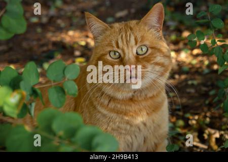 Un gatto a strisce rosse. Primo piano verticale. Sguardo sorpreso bocca aperta. Divertente gatto senza tetto grasso è seduto sotto un cespuglio verde. Bella verde occhi tristi. La c Foto Stock