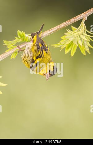 maschio giallowhammer in piedi su un ramo con nuove foglie Foto Stock