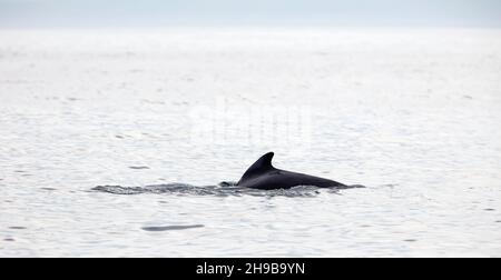 Balena pilota (melas Globicephala) respirando sulla superficie, Oceano Atlantico vicino Islanda Foto Stock