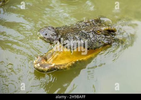 Ritratto di coccodrillo affamato che branda denti feroci nel parco Foto Stock