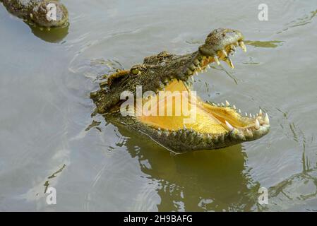 Ritratto di coccodrillo affamato che branda denti feroci nel parco Foto Stock