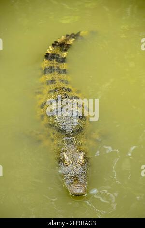 Ritratto di coccodrillo affamato che branda denti feroci nel parco Foto Stock