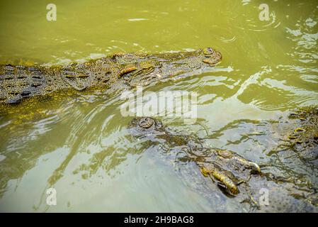 Ritratto di coccodrillo affamato che branda denti feroci nel parco Foto Stock