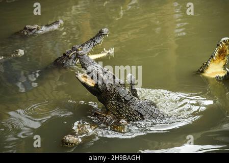 Ritratto di coccodrillo affamato che branda denti feroci nel parco Foto Stock