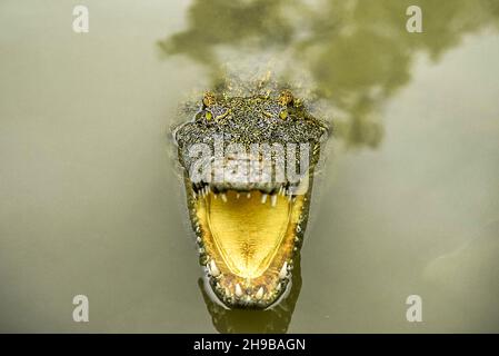 Ritratto di coccodrillo affamato che branda denti feroci nel parco Foto Stock