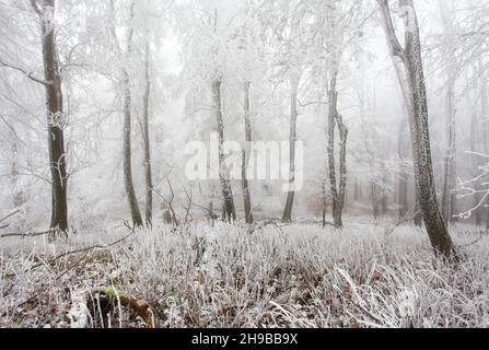 Foresta invernale in montagna. Maestoso trekking invernale Foto Stock