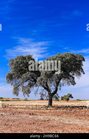 Vecchio olivo, alto e solo in Andalusia, Spagna. Foto Stock