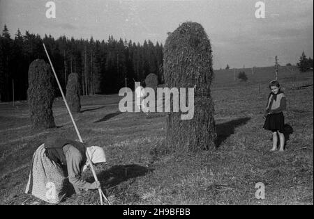 Zakopane, 1947-09. Podhale. Sianokosy na Smytniej Polanie. NZ. góralki grabi¹ skoszon¹ trawê. po/mgs PAP Dok³adny dzieñ wydarzenia nieustalony. Zakopane, 1947 settembre. Regione di Podhale. Haying sulla compensazione di Smytnia. Nella foto: highlanders che rastrellano erba. po/mgs PAP Foto Stock