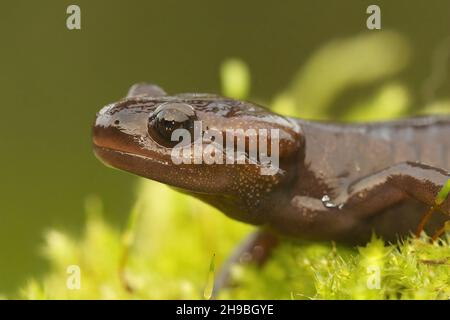 Primo piano sul salamandro di talpa nordoccidentale di colore marrone, Ambystoma gracile Foto Stock