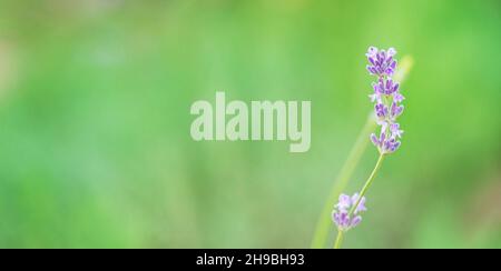 Fiore di lavanda singolo su sfondo verde naturale. Spazio di copia. Foto Stock