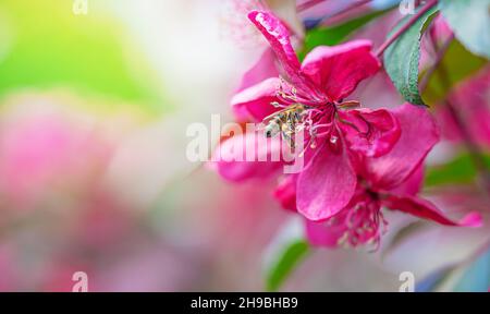 Sfondo primaverile con fiore rosa di mela. Spazio di copia Foto Stock