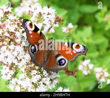 PEACOCK farfalla ona fiore Aglais Io Foto Stock