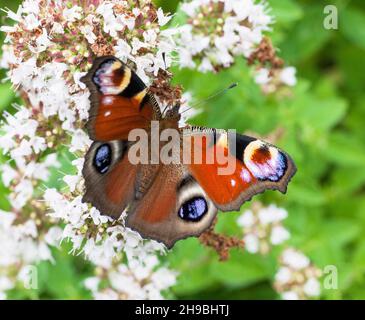 PEACOCK farfalla ona fiore Aglais Io Foto Stock