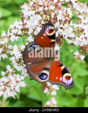 PEACOCK farfalla ona fiore Aglais Io Foto Stock