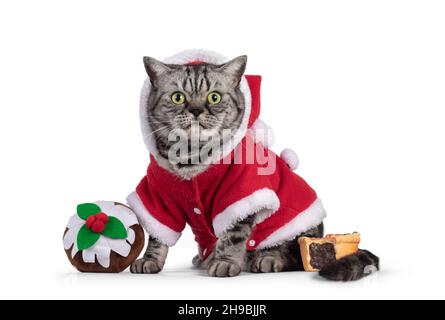 Gatto britannico Shortair per adulti, seduto sui lati indossando una giacca santa rossa tra i giocattoli a forma di dolce natalizio. Guardando direttamente alla fotocamera con roun Foto Stock