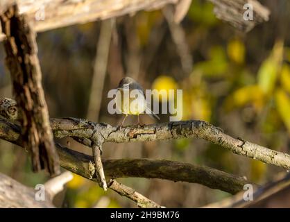 Gray Wagtail su Branch by Water Foto Stock