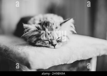 Carino gattino persiano dorme sul divano a casa Foto Stock