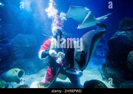 Berlino, Germania. 06 dicembre 2021. Il subacqueo Sven vestito come Babbo Natale visita il pesce al Sea Life Berlin. Credit: Christoph Soeder/dpa/Alamy Live News Foto Stock