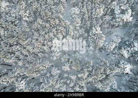 Vista aerea delle gelide pinete invernali bianche e degli alberi di betulla ricoperti di gelo e neve. Foto drone di alberi alti in montagna in inverno. Sfondo tema di Natale. Paesaggio idilliaco Foto Stock