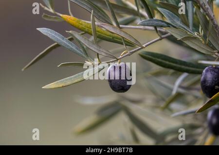 Olive nere mature su albero, Spagna. Foto Stock