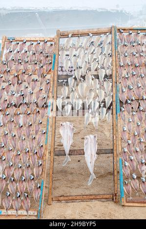 Al fine di preservare il pesce i pescatori portoghesi asciugare il pesce al sole sulla spiaggia. Fotografato a Nazare, Portogallo Foto Stock