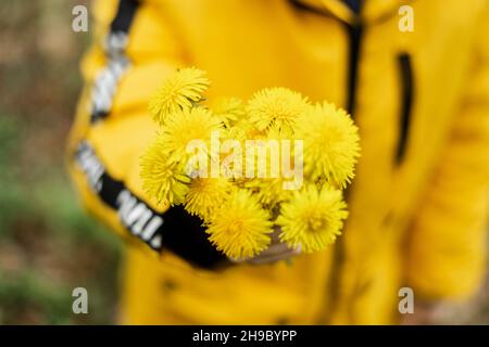 Un bouquet di dandelioni gialli in mano di un bambino. Foto Stock