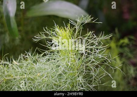 Artemisia abrotanum (legno del sud, amore del papà, legno del sud del mondo, girasole, vecchio) sull'albero. Le parti aeree di Artemisia abrotanum sono usate in jau Foto Stock