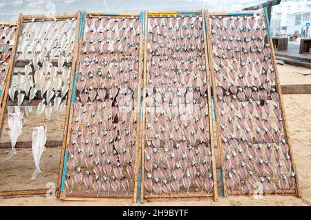 Al fine di preservare il pesce i pescatori portoghesi asciugare il pesce al sole sulla spiaggia. Fotografato a Nazare, Portogallo Foto Stock