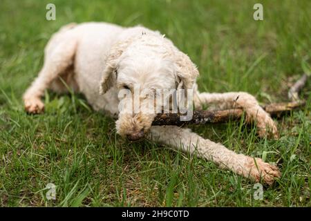 Il cane gnaws un bastone sull'erba verde. Grande barattone reale. Foto Stock