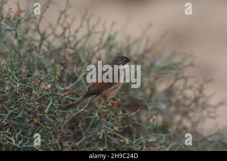 Verruca spettacolare in habitat tipico di bassa macchia in un ambiente semi arido secco a Lanzarote dove sono specie residenti. Foto Stock