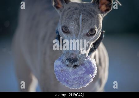 Cane da frusta che si esercita nella neve con una palla di gomma. Foto Stock