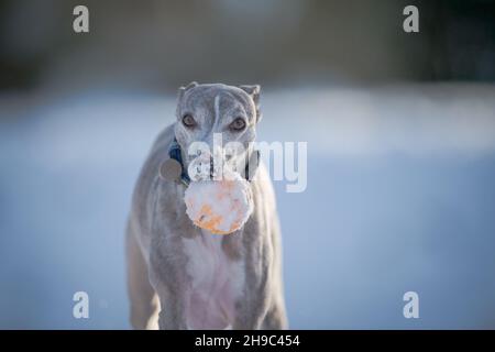 Cane da frusta che si esercita nella neve con una palla di gomma. Foto Stock
