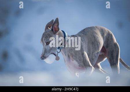 Cane da neve che si esercita nella neve con una palla di neve. Foto Stock