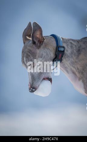 Cane da neve che si esercita nella neve con una palla di neve. Foto Stock