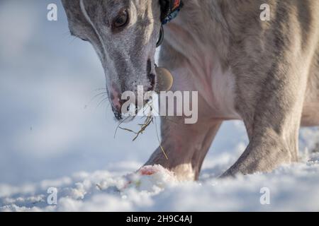 Cane da neve che si esercita e gioca nella neve . Foto Stock