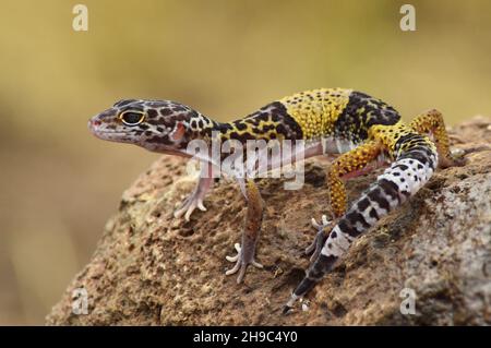 gecko leopardo indiano, Eublepharis fuscus, Baramati, Maharashtra, India Foto Stock