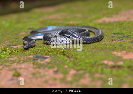 Lo schermo nero di Khaire, Melanophidium khairei, Amboli Maharashtra, India. Endemico in India. La specie prende il nome dall'erpetologo Neelimkum Foto Stock