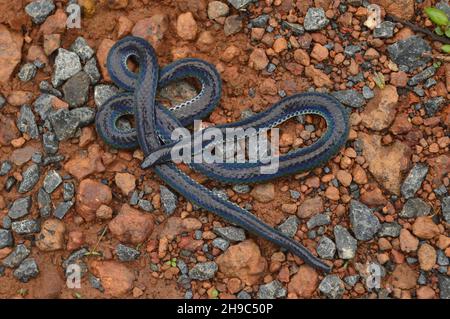 Lo schermo nero di Khaire, Melanophidium khairei, Amboli Maharashtra, India. Endemico in India. La specie prende il nome dall'erpetologo Neelimkum Foto Stock