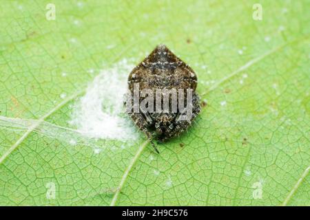 Ragno tessitore Orb, specie Eriovixia, Satara, Maharashtra, India Foto Stock