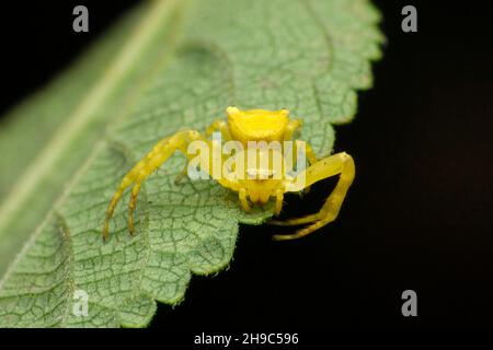 Ragno di granchio giallo, Misumena vatia, Satara, Maharashtra, India Foto Stock