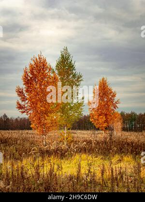 Tre birch con fogliame ingiallimento in un campo autunnale con erba appassita sotto un cielo grigio cupo Foto Stock