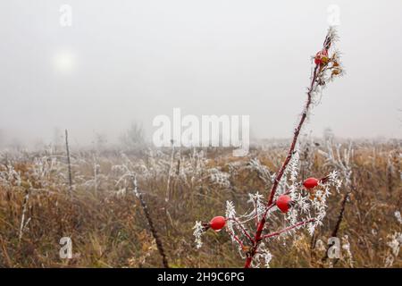 Mattinata gelata in autunno e un ramo di rose con frutti rossi ricoperti di aghi di ghiaccio Foto Stock