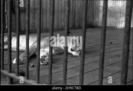 Poznañ, 1947-10. Lo zoo di stare. Poznañskie zoo tu¿ po wojnie przejê³o okazy ze zniszczonego podczas a piedi zoo noi Wroc³awiu, a tak¿e likwidowanego ogrodu w Lesznie. NZ. Lwica. wb/gr PAP Dok³adny dzieñ wydarzenia nieustalony. Poznan, 1947 ottobre. Il vecchio zoo. Lo zoo di Poznan ha preso in consegna animali dallo zoo di Wroclaw danneggiati durante i combattimenti, e anche da uno zoo liquidato a Leszno. Nella foto: Una leoness. wb/gr PAP Foto Stock