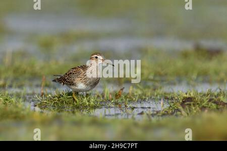 Ppettoral Sandpiper - Calidris melanotos Foto Stock